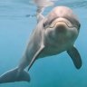 Фото профиля Graham The Dolphin
