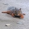 あの日見たリスの名前を僕達はまだ知らない🐿 的头像