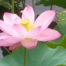 沈黙のだるま 的头像