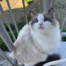 Not your typical Ragdoll cat profil fotoğrafı
