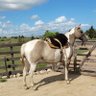 Ruben Fernández 🐴's profile picture