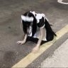 嬴政's profile picture