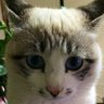 ふう 的头像