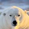 RealIceBear's profile picture