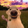 Profilbild von Kranchy