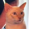 bicho 🐿️'s profile picture