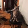 吐司面包猫 的头像