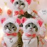 Фото профиля みこ