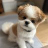シーポメ☆KOHAKU's profile picture