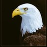 صدیق طیب's profile picture