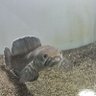 Zonig The Fish's profile picture