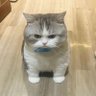 静かに穏やかに暮らしたい 的头像