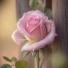 Ashraf Alhusseini 的头像