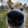 摆摆不爱哭's profile picture