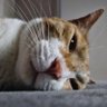 モバイル太郎 profil fotoğrafı