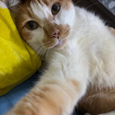 mushgobeauty's profile picture