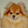 chappy's profile picture