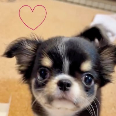 chihuahua_luca's profile picture