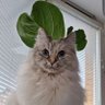 Sneiya profil fotoğrafı