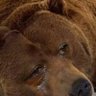 Big Cat Commenter (Only undefeated NFC North team) 的头像