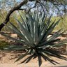 Profilbild von blueagave
