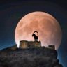 Yemeni Falcon's profile picture