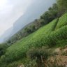 ابوتميم ذيبان 的头像