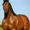 Фото профиля عاشق الليل