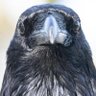 Profilbild von Le Corbeau de Tulles