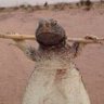 Фото профиля ابو غزة