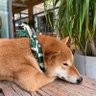 真相只有一个's profile picture