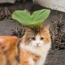 plant(ae)🌱's profile picture