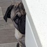 Chingo Dingo's profile picture
