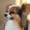 Max the Proud's profile picture