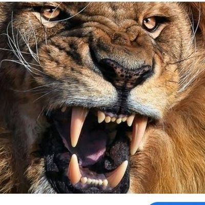 African prides's profile picture