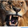 Africomedy profil fotoğrafı