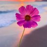M 🌸 的头像