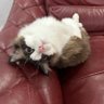 sososkyyy's profile picture