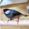 せせり 的头像
