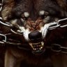 hungarianwolf🇭🇺☦️🇷🇺☦️🇷🇸☦️🇧🇾✝️⚔️'s profile picture