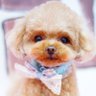 🐶 💜なな💜🐶トックくん推し profil fotoğrafı