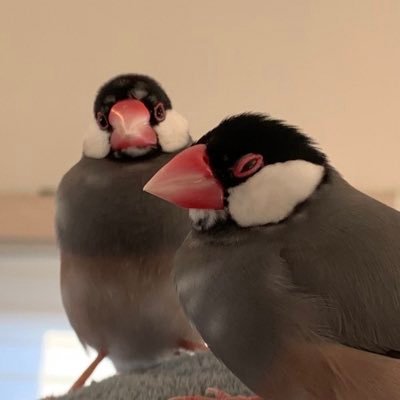 とりもり's profile picture