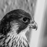 عبدالعزيز 🦅's profile picture