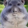 Bacon guard's profile picture