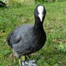Disgrusting's profile picture