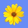 💛 | آســــيــــــا | 🌿🌸's profile picture
