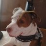 Davidcito Kerry kv's profile picture