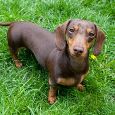 dachshundlove06's profile picture