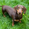 Dachshund Lovely profil fotoğrafı