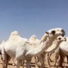 الغنام's profile picture